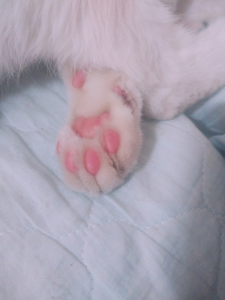 핑크젤리♥
