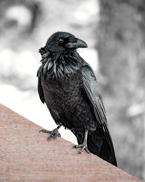 тапети bird, feather