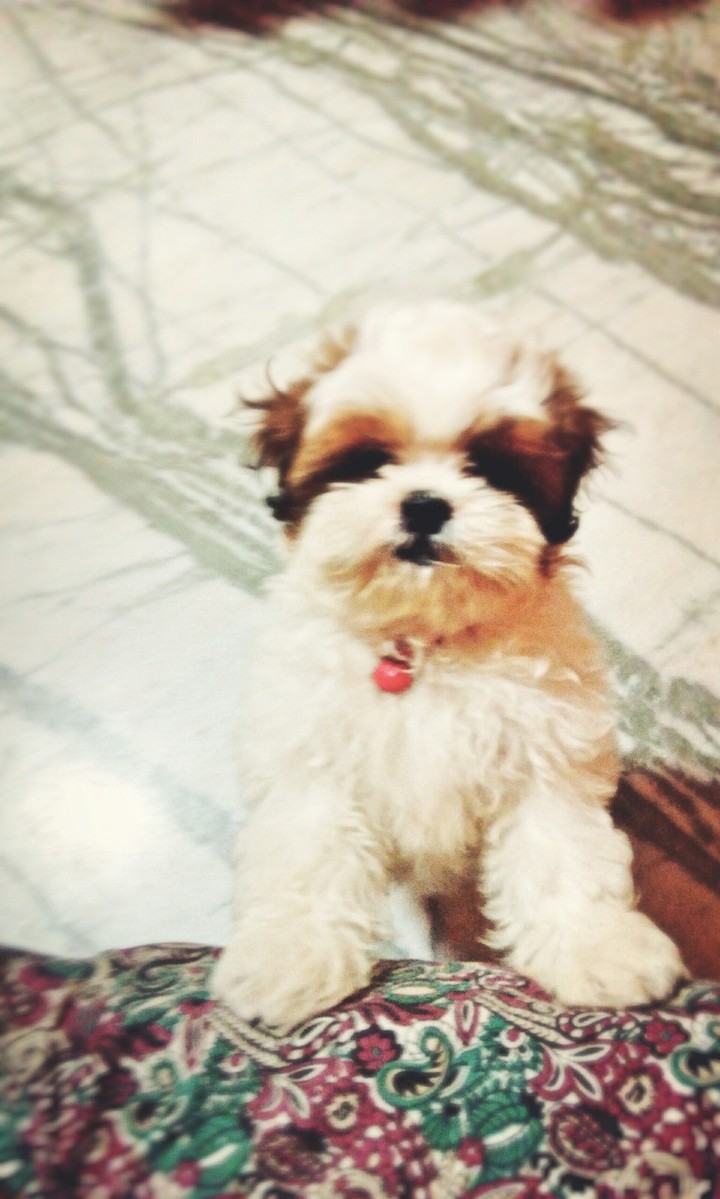 shih tzu