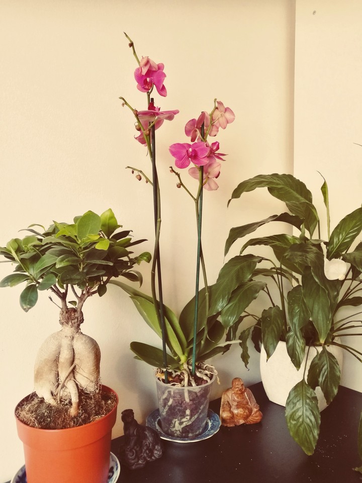 Plant trio