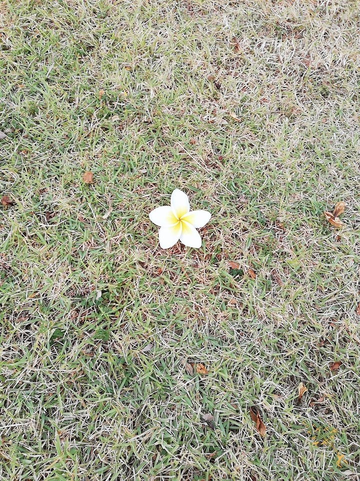 ลีลาวดี