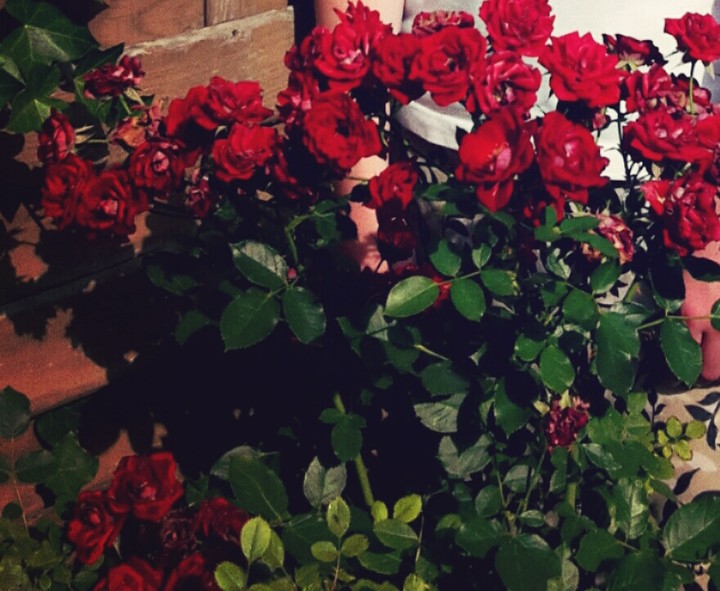 flower