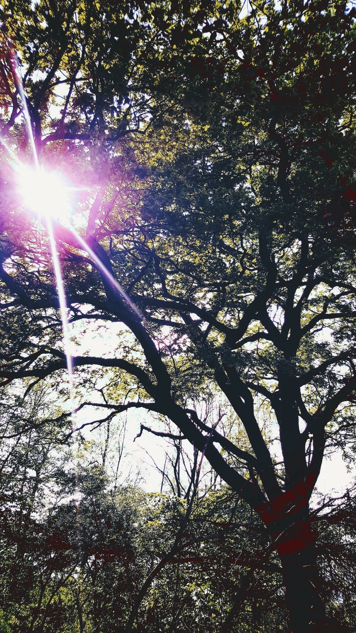 Tree of light