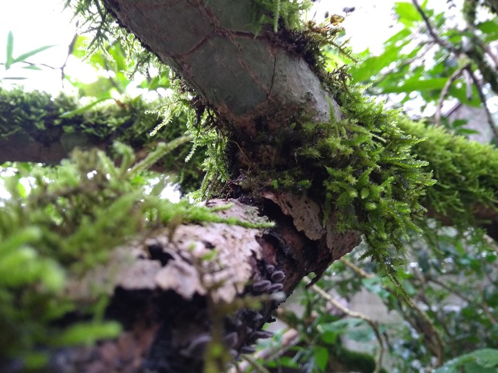 tree with moss