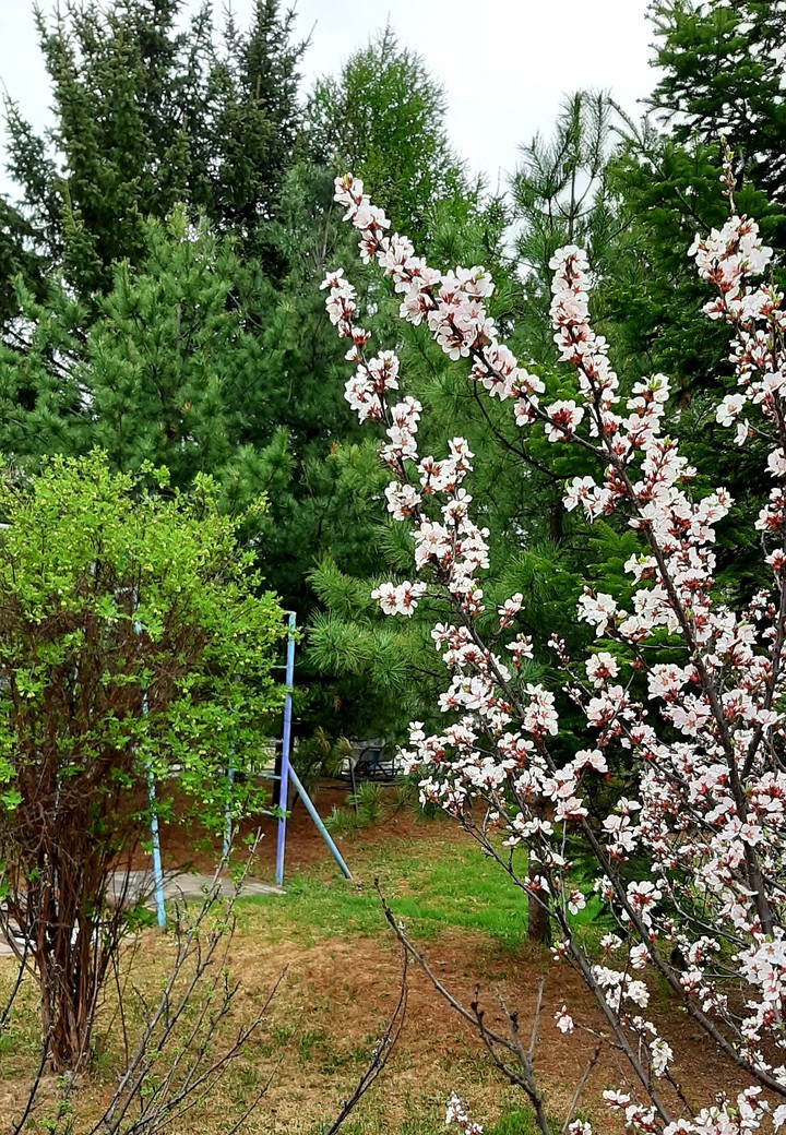 #spring