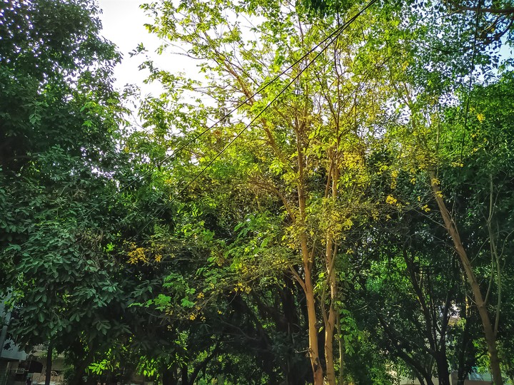 Nature