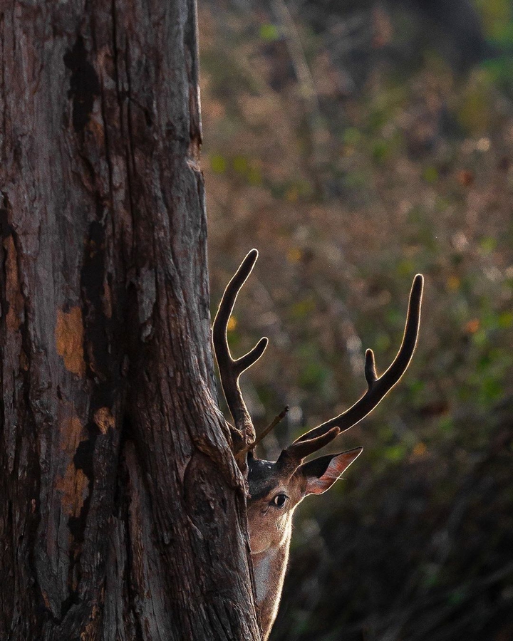 wild deer