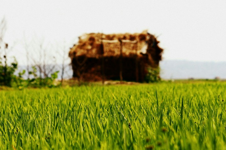 grass