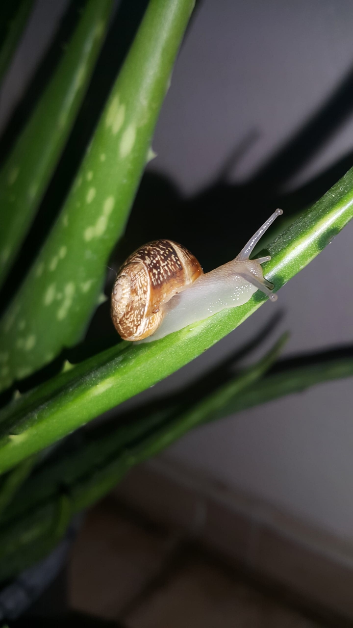 snail