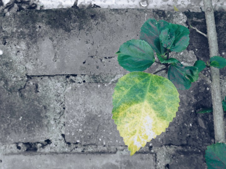 The Lonely Leaf