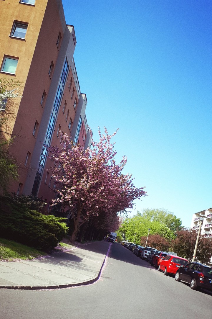 Baum