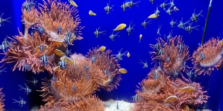 acquario di Genova