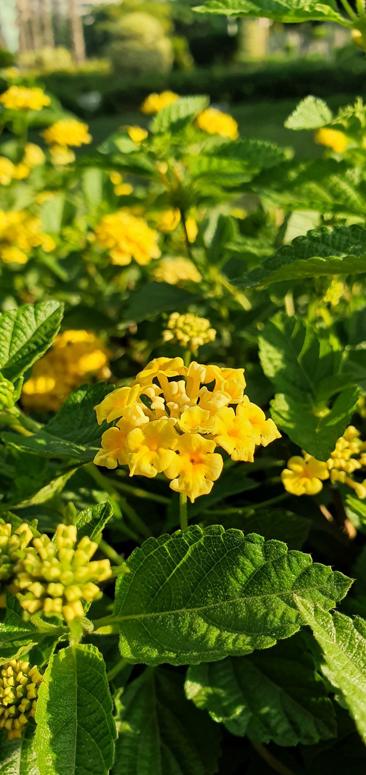 Local Flower
