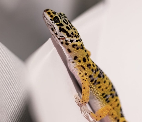 обои geckos, gecko