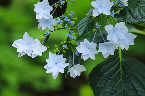 Flovers