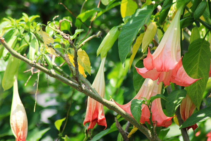 Angel's Trumpet
