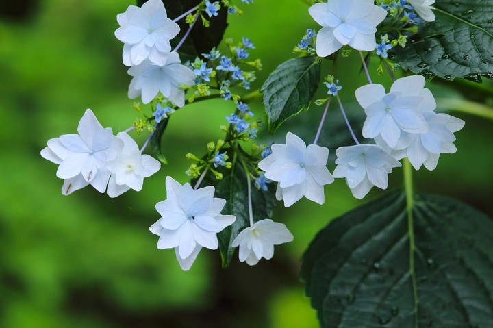 Flovers