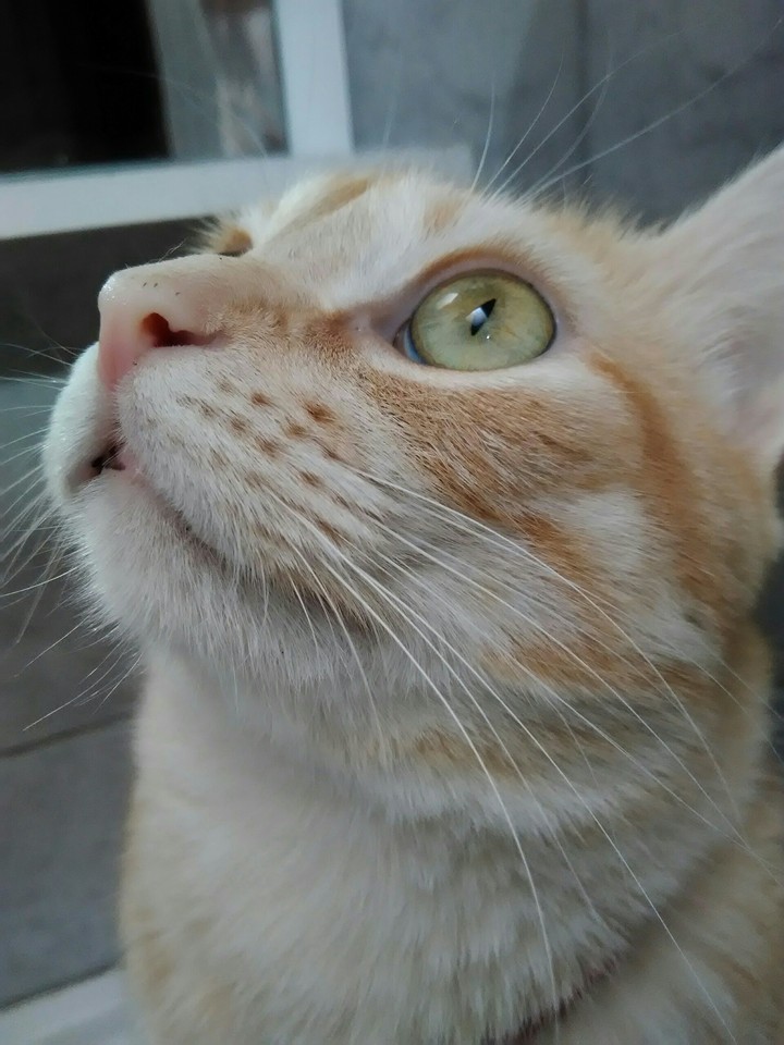 Lolita