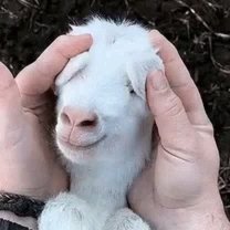 sweet sheep