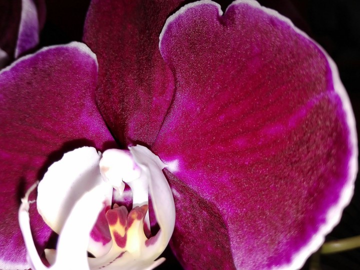 orchidea