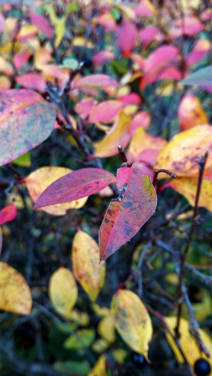 Autumn