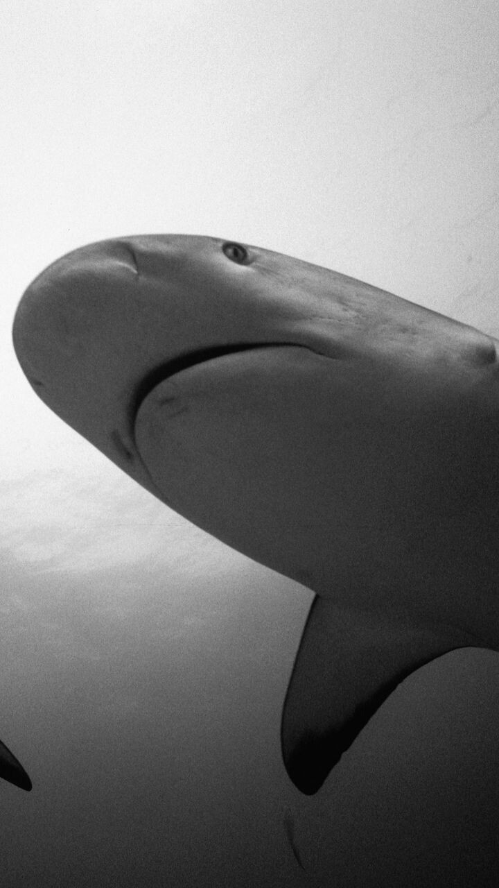 shark
