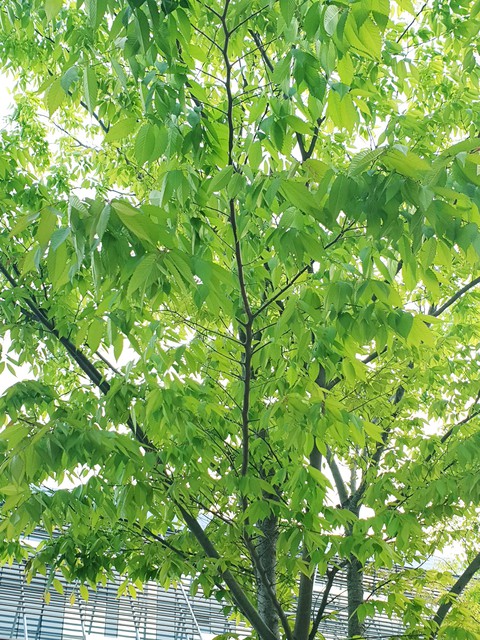 초여름