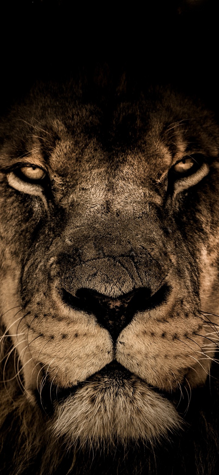 lion