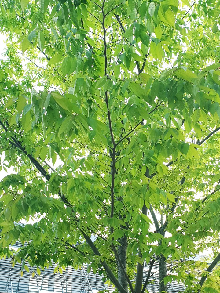 초여름