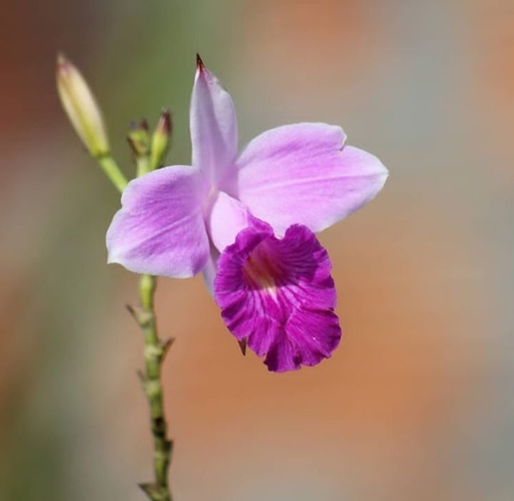 Orchid