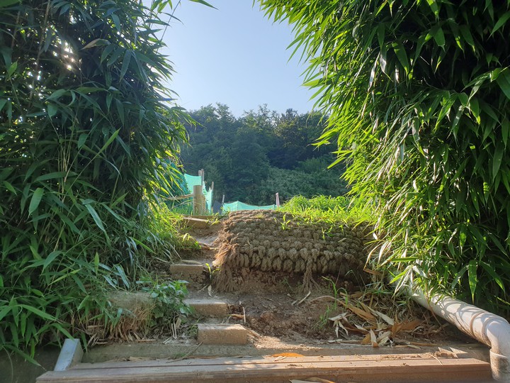 korea tree
