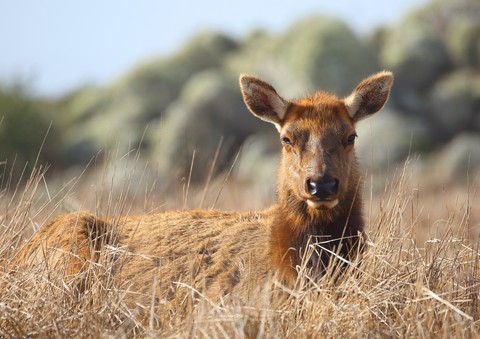 רקעים deer, snout