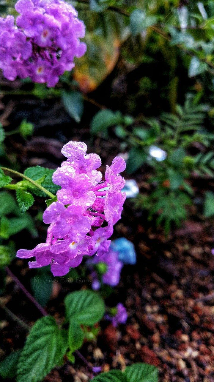 #purple #flower #flowering plant #bloom #drop