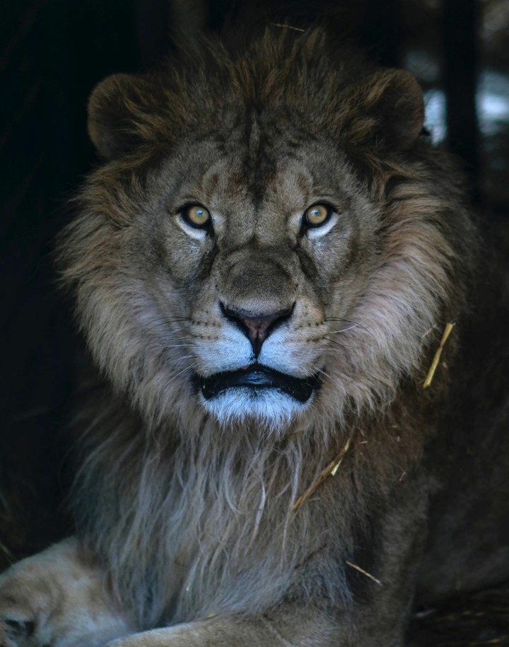 Lion Лев