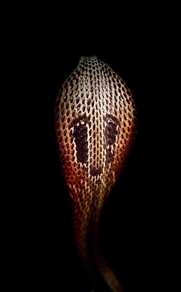 #snake