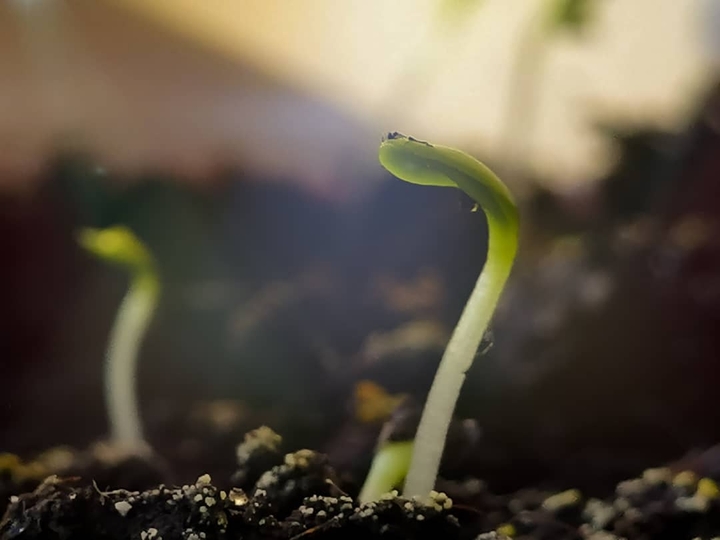 Seedling