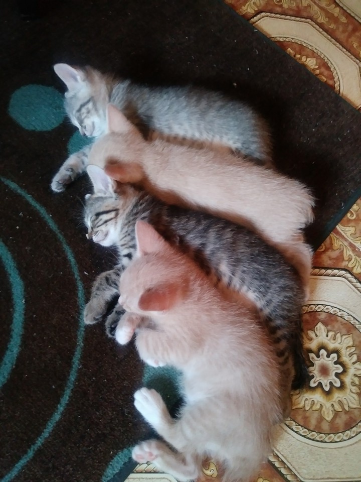 Jewel, Nala, Red, y Blue