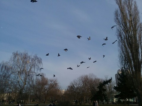 Birds