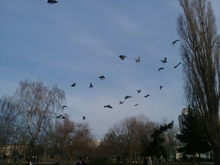 Birds