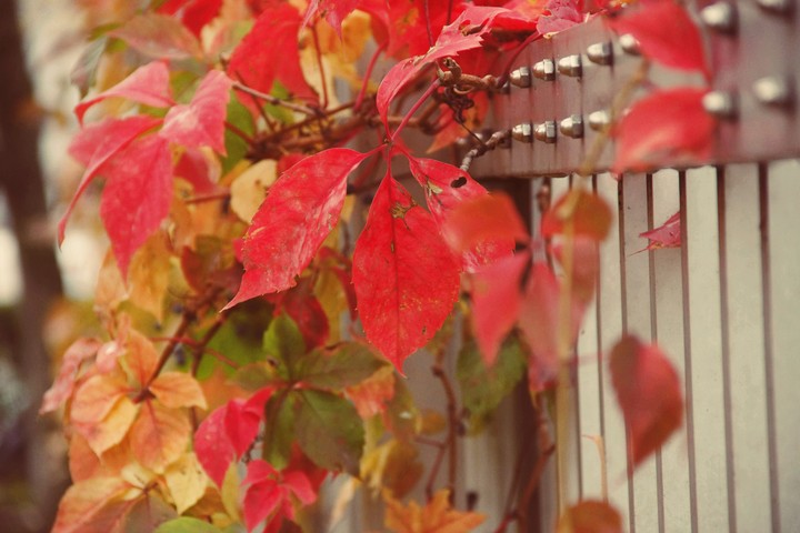 Red leaves