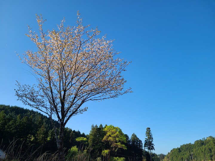 山の桜見納め・・・