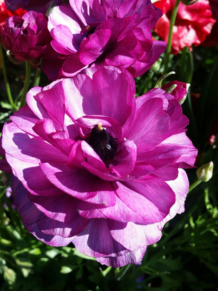 peony?