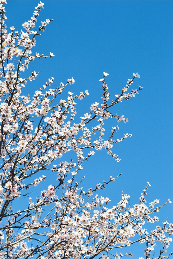 spring