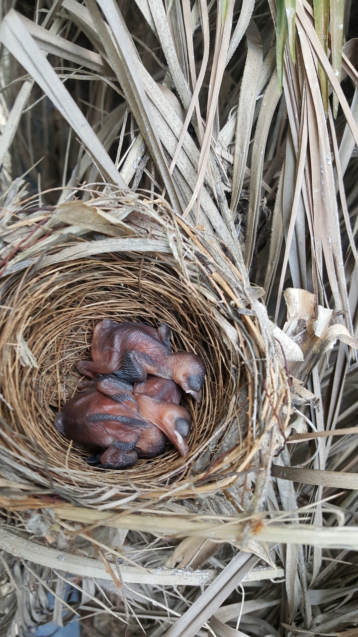 nest