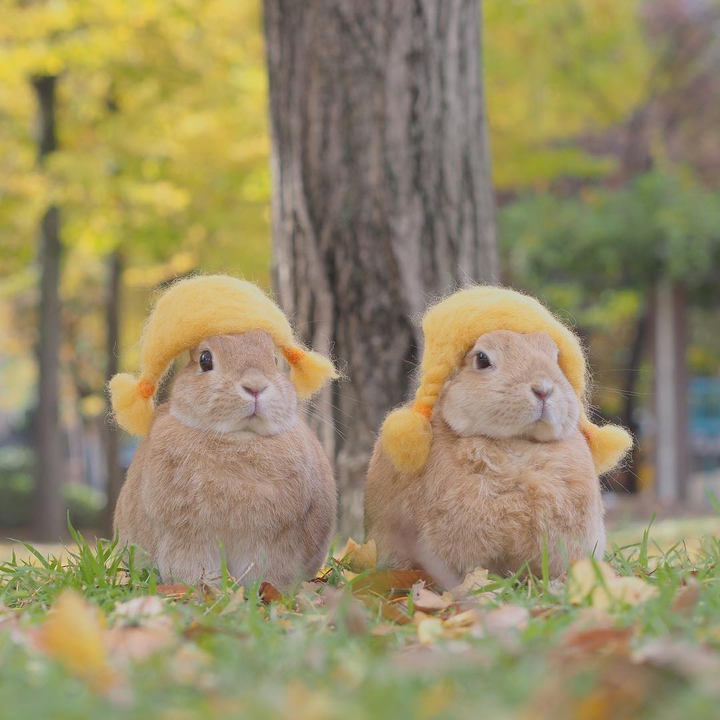 Bunnies