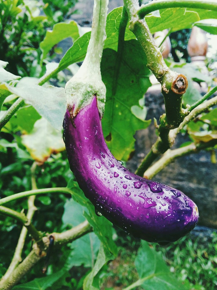 purple