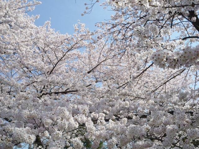 japan sakura