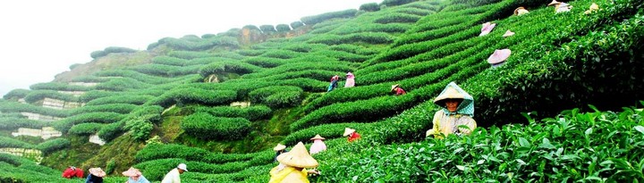 tea
