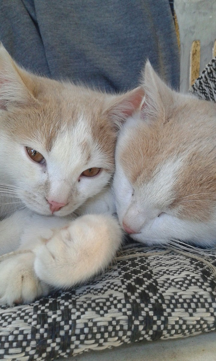 Cat's