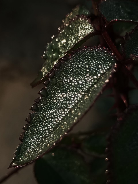 leaf in morning